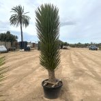 Juka vláknitá (Yucca filifera) - výška 170-200 cm, kont. C70L (-15°C)